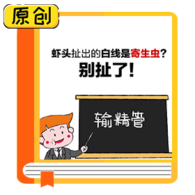 蝦頭扯出的白線是寄生蟲(chóng)？別扯了！ (3)